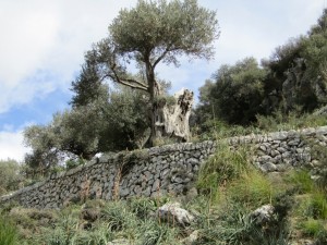 IMG_4553 (Medium)
